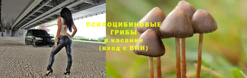 Псилоцибиновые грибы Cubensis  купить наркоту  Зеленоградск 